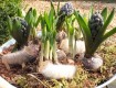 Gratis patroon lammetjes
