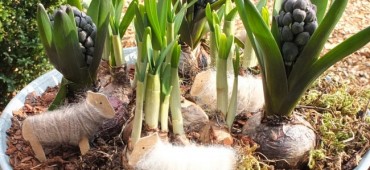 Gratis patroon lammetjes