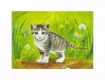 Ansichtkaart poes