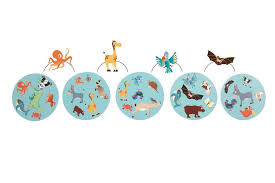 Kaartspel Raccoon Junior 5+ (Scratch)